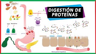 Digestión de proteínas absorción y transporte de aminoácidos [upl. by Cock]