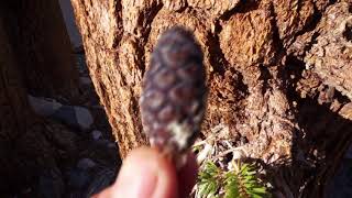 Foxtail Pines  The Rarest High Sierra Trees [upl. by Willie272]