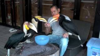 Hornbill Feeding [upl. by Rriocard]