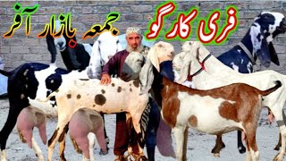 9 tarikh 2024 Pakistan ki Kamyab Bakriyan  34 kids and 57 liter milk  asadandbabaazizgoatfarm [upl. by Greenleaf]