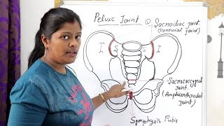 PELVIC SACROILIAC SACROCOCCYGEAL SYMPHYSIS PUBIS AMPHIARTHRODIAL JOINT WITH FIGURE LECTURE IN HINDI [upl. by Ramedlaw]