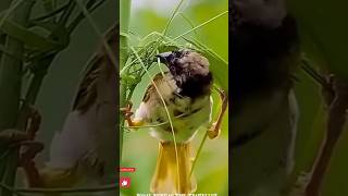 Weaver bird weaving nest youtubeshorts vn ytstudio channelroyalbengalo2y [upl. by Miner]