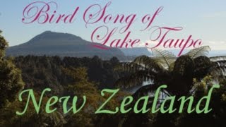 Lake Taupo Birds [upl. by Aible]