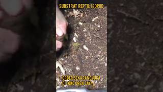 SUBSTRAT REPTIL BREEDING ISOPOD isopods springtails substrate [upl. by Monda103]