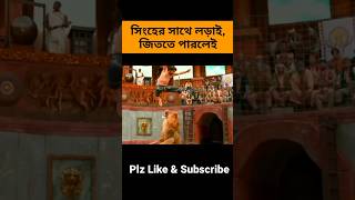 সিংহের সাথে লড়াই জিততে পারলেই। Lion shortvideo shorts short explaininbangla banglaexplained [upl. by Paige527]