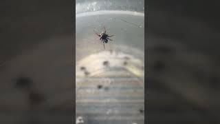 Tiny jumping spider spiderlings jumpingspider cutepets hobby breeder smallbusiness shorts [upl. by Adekahs]