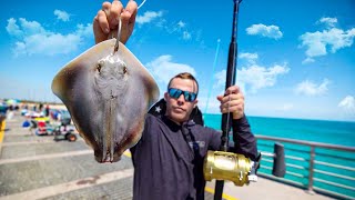 LIVE Stingray Catches Goliath Groupers JETTY GIANTS [upl. by Ardnosak]