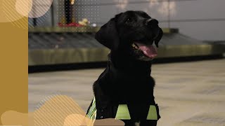 Meet Lacy a Canada Border Services Agency detector dog [upl. by Reilly180]