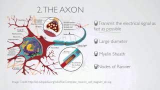 what is the axon [upl. by Notnyw]