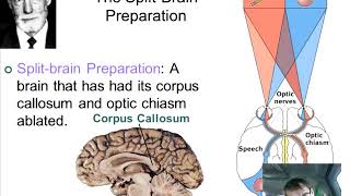 Implications of Sociobiology [upl. by Hpseoj]