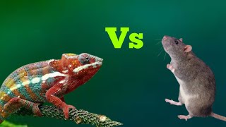 Oviparous Vs Viviparous [upl. by Licec]