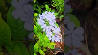 Plumbago flowering plant at Tamil nadu Vellore blooming farming gardening [upl. by Lehmann]