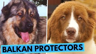 Balkan Livestock Guardian Dog Breeds  Sarplaninac  Kraški Ovčar  Tornjak  Karakachan [upl. by Annonyw]