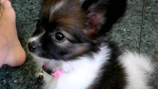 papillon Mia 8wks amp 4 days quotDo you want some chickenquot [upl. by Etnoid]