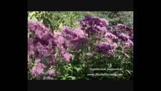 Eupatorium purpurea [upl. by Coletta37]