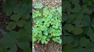 Oxalis planttrending shortsgrowing capacity moreampmore in rainy season please like ampsubscribe🙏🙏🙏 [upl. by Tarrel]