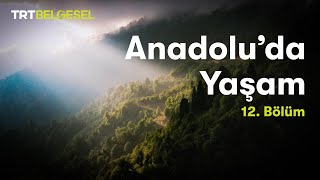 Anadoluda Yaşam  Karadeniz Bölgesi  TRT Belgesel [upl. by Clevie]