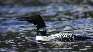 Relaxing Loon Call At Night Common Loon Call [upl. by Saisoj114]