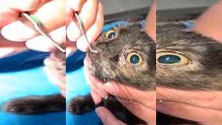 CUTUREBRA REMOVAL FROM CAT NOSE CUTUREBRA [upl. by Joyan]