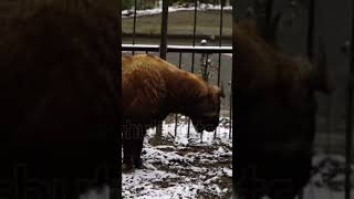 Bhutan takin Budorcas Sichuan takin chamois [upl. by Eiramesor217]