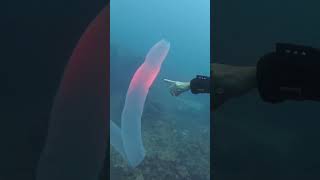 Pyrosome in Tenerife Rare sighting of Huge Pyrosoma Atlanticum whilst diving in the Canary Islands [upl. by Hollie]