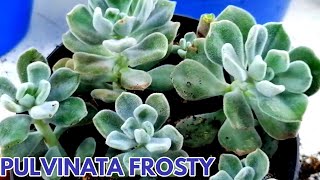 echeveria pulvinata frosty donsuculento [upl. by Anavas]