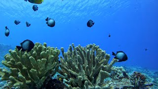 Scuba Dive Molokini Crater Backwall Shark Encounter [upl. by Gershon]