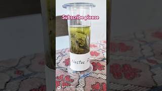 nostoc algae greenalgae viralvideo specimen shortsvideo facts trending viralvideo science [upl. by Mercer]