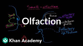 Olfaction  structure and function  Processing the Environment  MCAT  Khan Academy [upl. by Adelbert263]