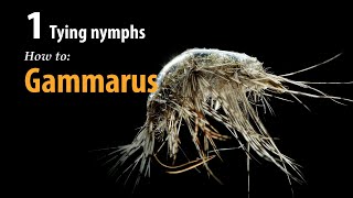 How to • Fly tying • Gammarus • fishing tips [upl. by Rebmeced]