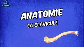 La Clavicule [upl. by Anasxor]