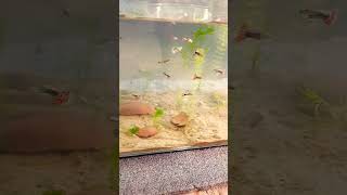 GUPPIES PLANTED TANK SETUP trending viralshort guppy aquariumfish plantedtank plantedaquarium [upl. by Virg]