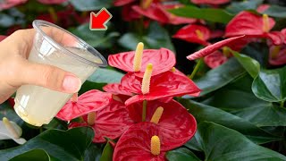 Pour 1 Cup I Was Surprised Anthurium Exploded With Thousands Of Roots And Flowers [upl. by Nehr]