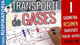 TRANSPORTE DE GASES O2 CO2 en TEJIDOS SANGRE y ALVÉOLO RESUMEN Fisiología Respiratoria 1 [upl. by Alfred100]