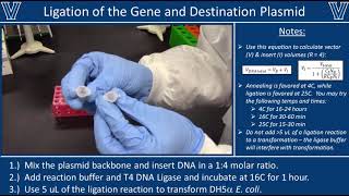 Ligation with T4 DNA Ligase [upl. by Nyrhtac89]