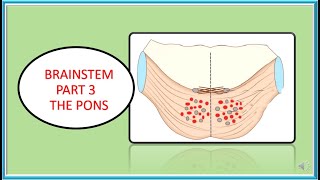 BRAINSTEM PAALS PART 3 THE PONS [upl. by Frank111]