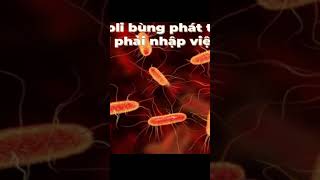 Nhiễm trùng Escherichia coli [upl. by Dott]