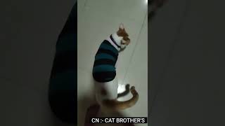 The most talkative cat of all time 😂  Cat Brothers  funny cat [upl. by Ecitnerp]