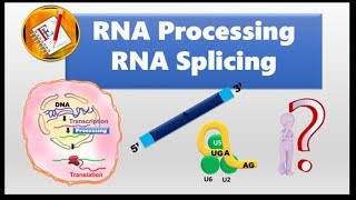 RNA splicing and Spliceosome [upl. by Aniretac978]