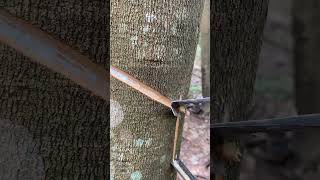 rubber tapping🌳 rubberfarming satisfying rubberwood rubber woodwork wood rubbertapping [upl. by Breban]