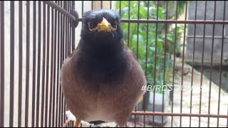 Common myna bird song Indian myna sound  mynah singing BirdSounds [upl. by Sedgewake]