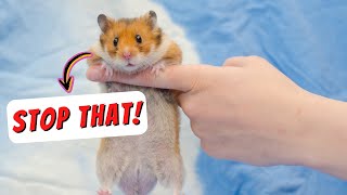 Top 18 Things Hamster Hate [upl. by Areval]