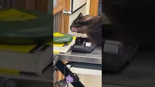 cat screaming at a vet clinic original meme video cat memes originalmeme screaming [upl. by Eceinaj]