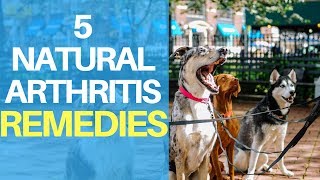 Natural Remedies For Dog Arthritis Pain Top 5 Quick Treatments [upl. by Nywled640]