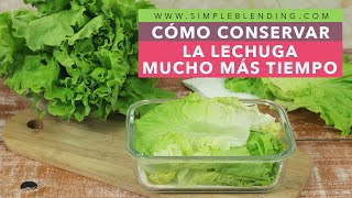 CÓMO CONSERVAR LA LECHUGA MUCHO MÁS TIEMPO  Conservación de la lechuga  Lechuga fresca más tiempo [upl. by Aztinay]