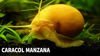 POMACEA BRIDGESII  CUIDADOS Y ALIMENTACIÓN DEL CARACOL MANZANA  AcuariosLP [upl. by Akiemahs]