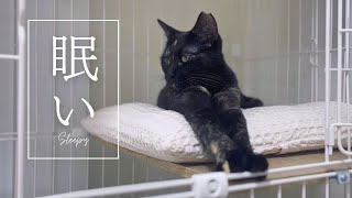 前足を伸ばして眠そうなコゼット [upl. by Sproul]