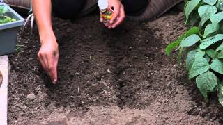 How to Start Marigolds From Seeds  The Chefs Garden [upl. by Zaria]