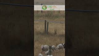 Sheeps sheep sheepfarming lamb flockofsheep realanimal animalsounds animals farmambience [upl. by Torbart371]