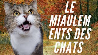 Le Miaulement Des Chats Et Chatons [upl. by Gillian]